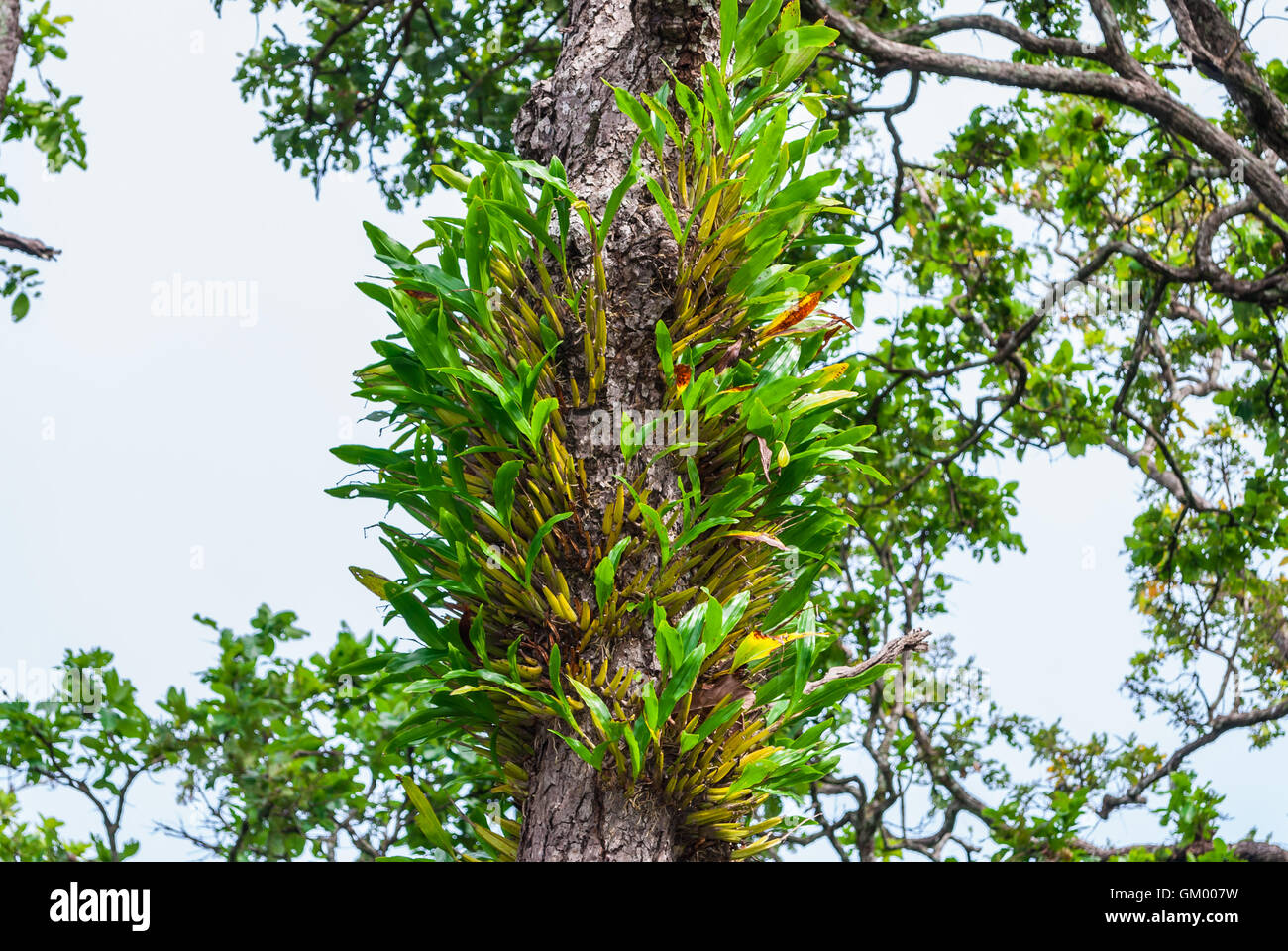 Wilde Orchideen wachsen auf Baum [Dendrobium] Stockfotografie - Alamy