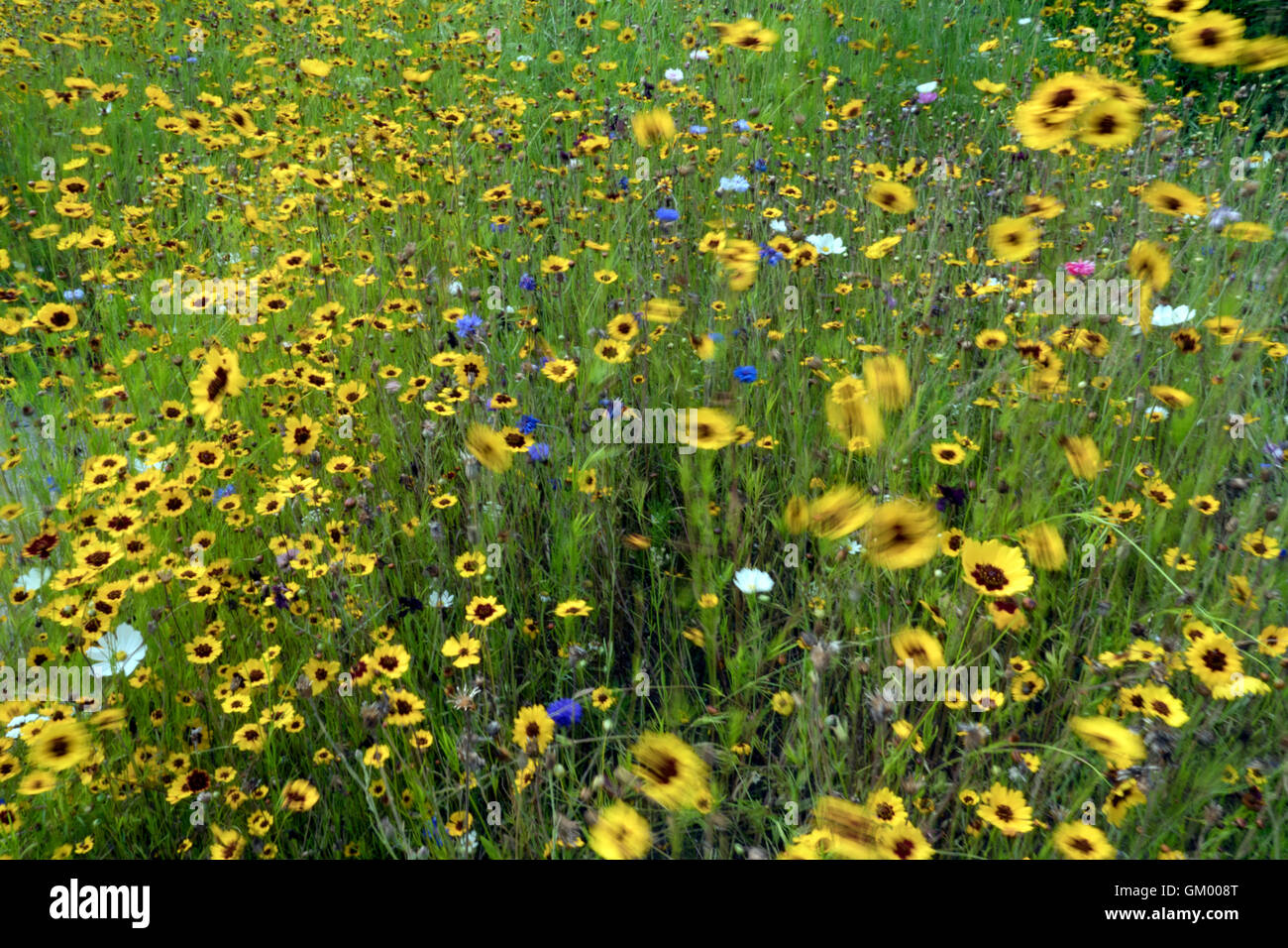 Wildblumenwiese Stockfoto