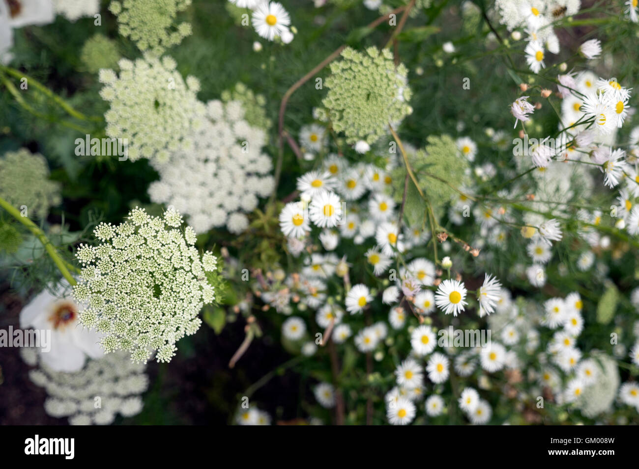 Englischen Cottage-Garten weiße Blume-boarder Stockfoto