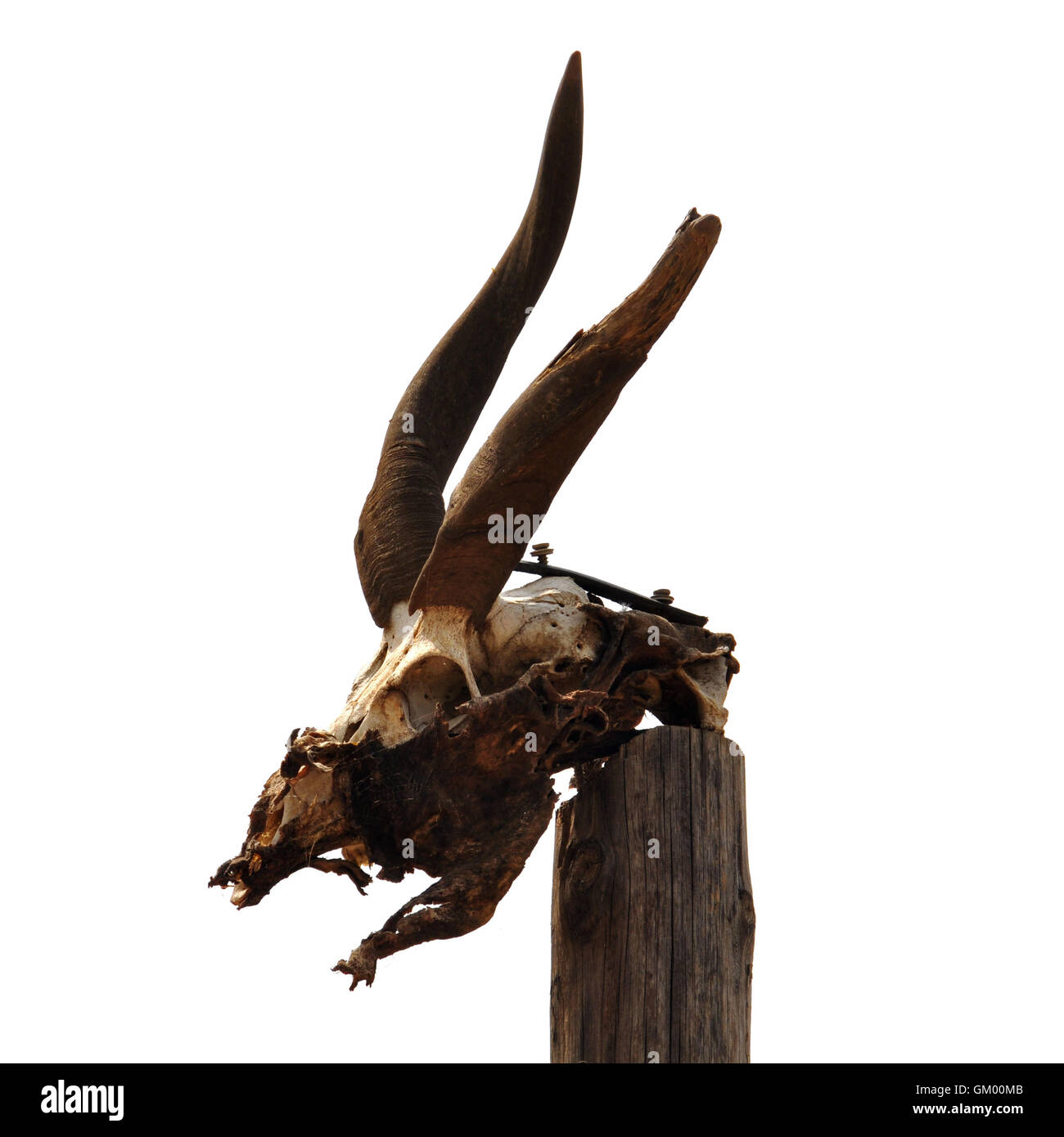 Antilope Schädel mit Hörnern auf weißem Hintergrund. Stockfoto