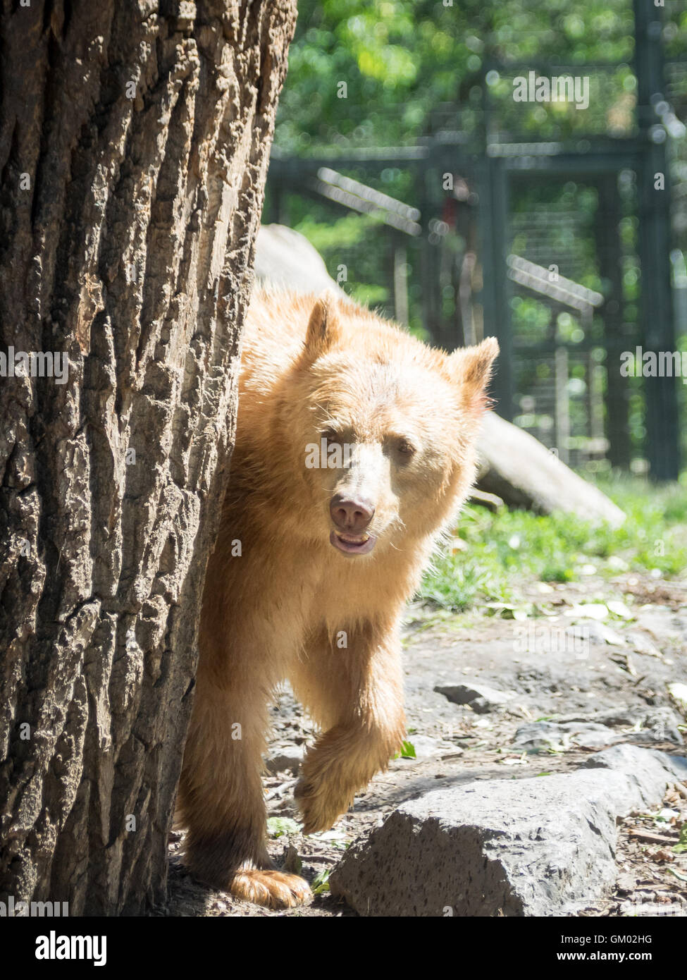 Manuka, ein geretteten weibliche "weiße" amerikanischer schwarzer Bär im Zoo von Calgary in Calgary, Alberta, Kanada. Stockfoto