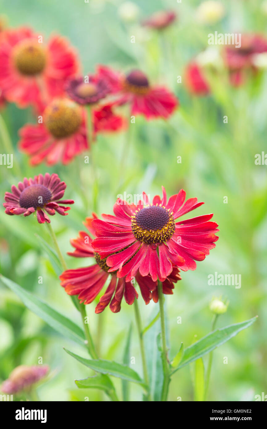 Helenium Autumnale "Siesta". Fallen Sie Helenium. Sneezeweed Blumen. Dogtooth Daisy "Siesta" Stockfoto