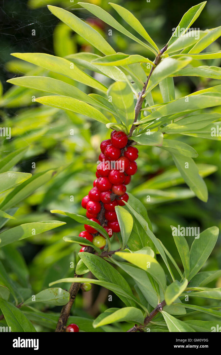 Seidel bast Fotos und Bildmaterial in hoher Auflösung Alamy