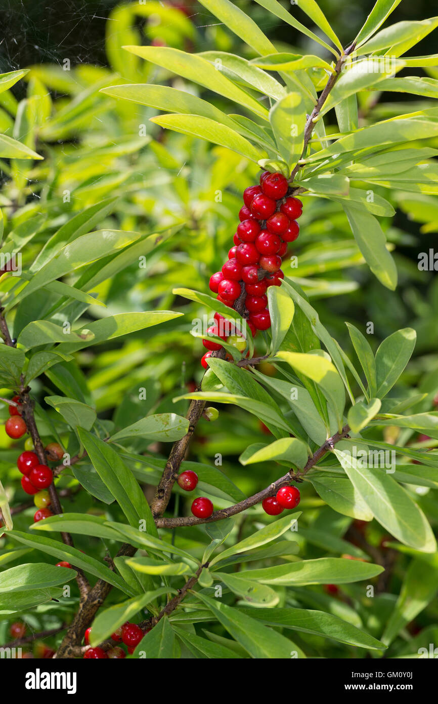 Dort Seidelbast, Kellerhals, Seidel-Bast, Frucht, Früchte, Beeren, Daphne Mezereum, Februar Daphne, Obst, Seidelbast, Bo Stockfoto