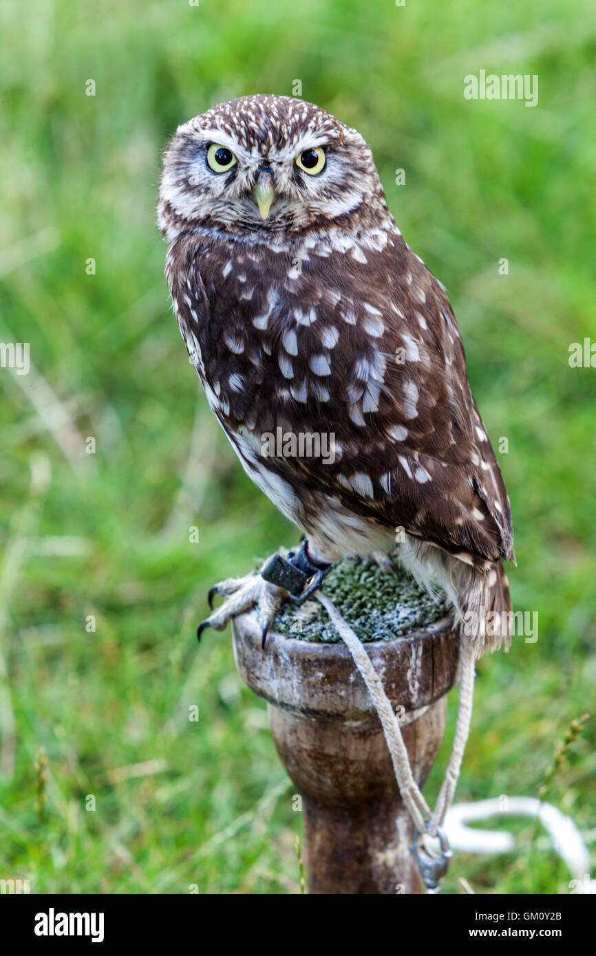 Steinkauz, Athene noctua Stockfoto
