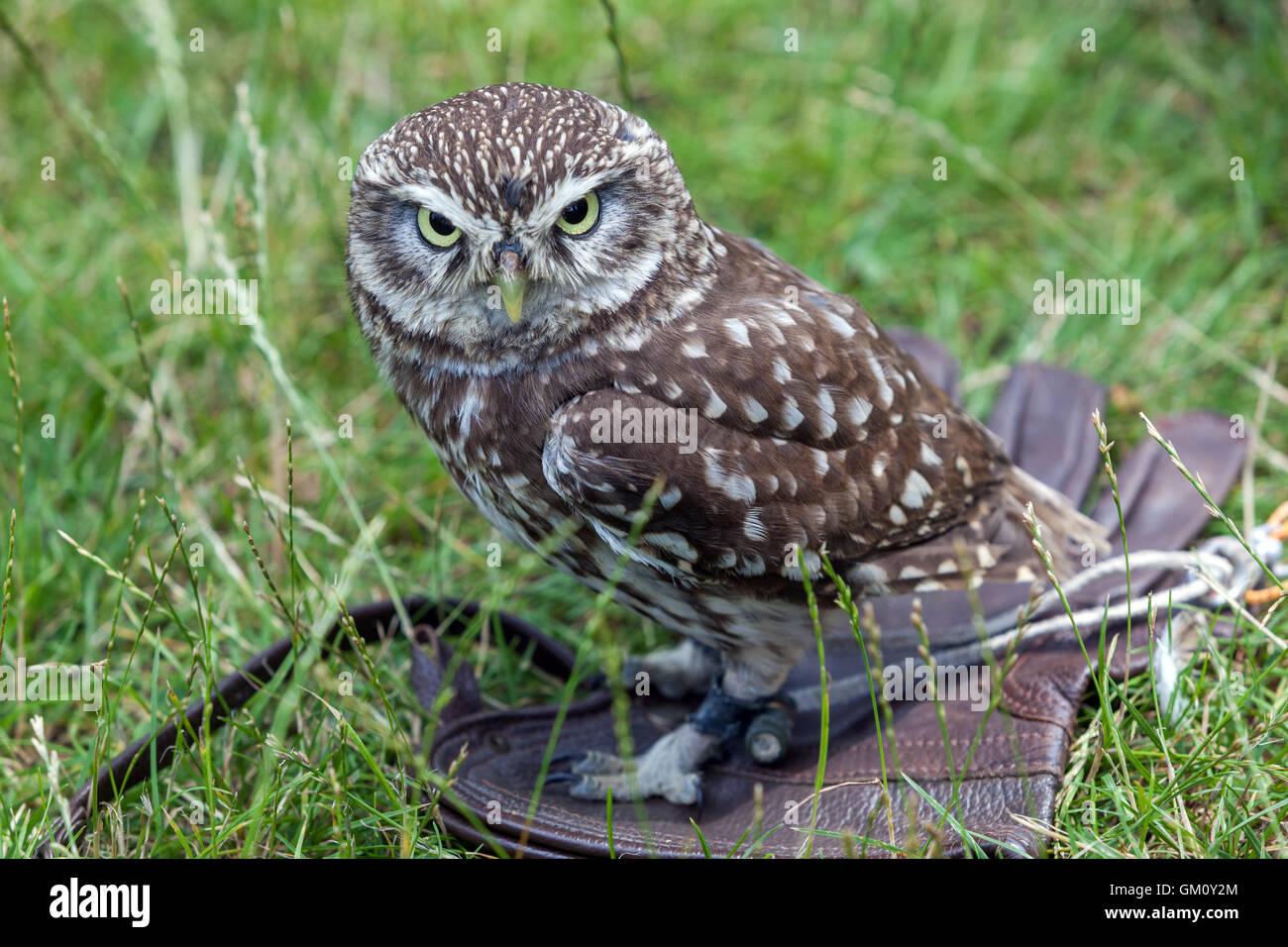 Der steinkauz, Athene noctua Stockfoto