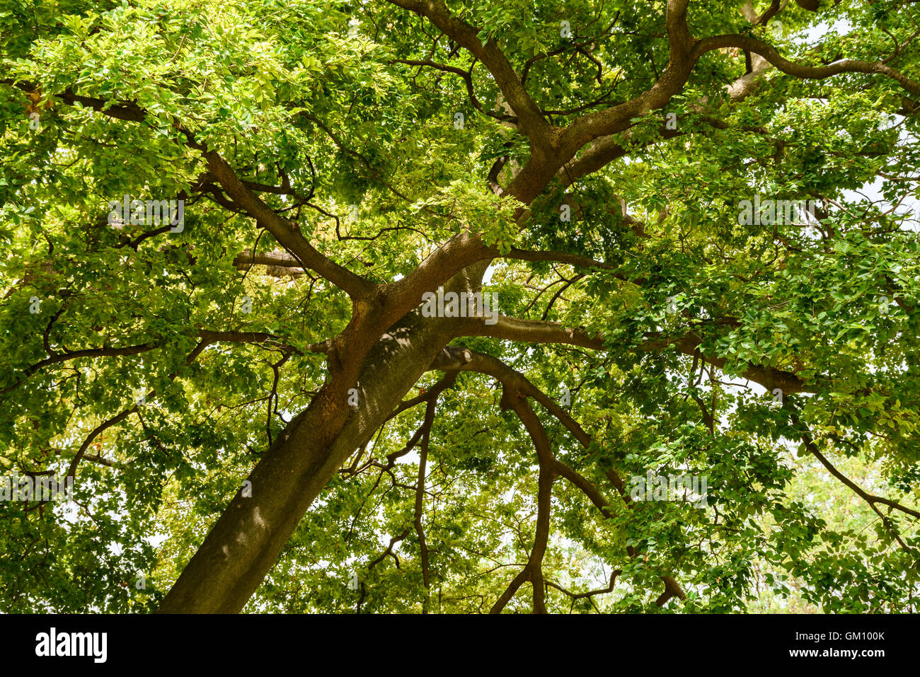 Grüner Baum Laub im Sommer Stockfoto