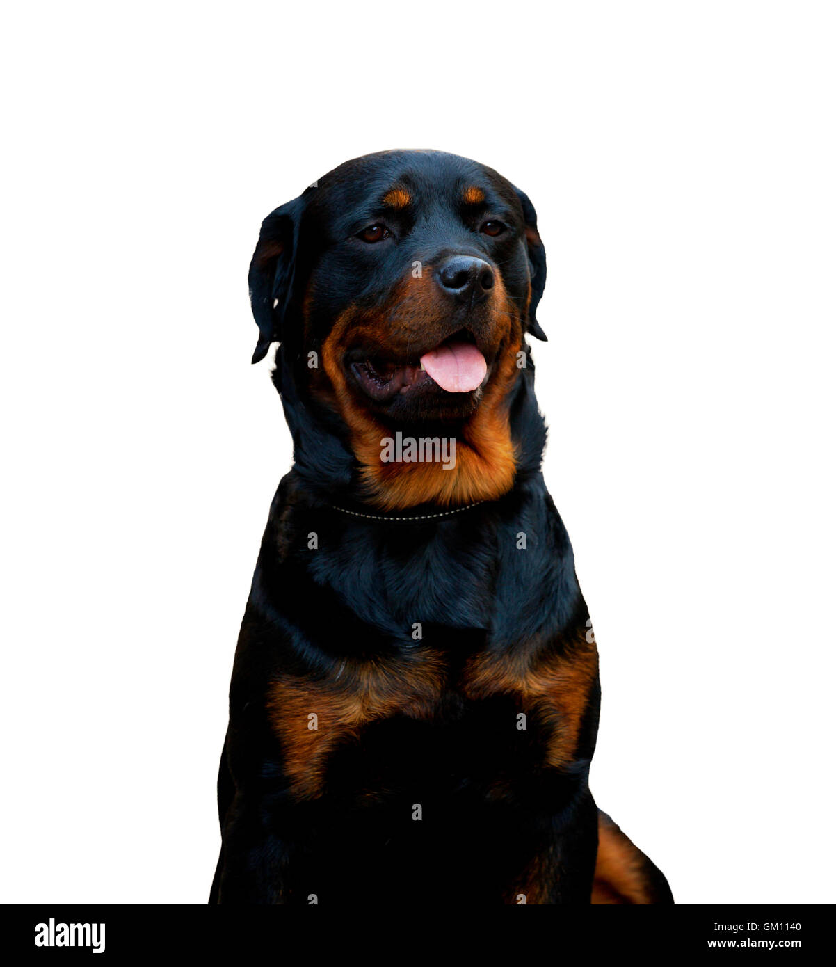 Porträt von einem Rottweiler Hund isoliert auf weißem Hintergrund. Stockfoto