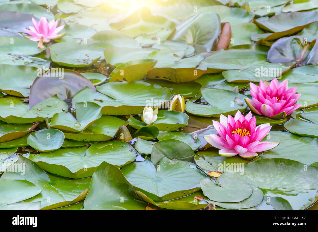 Wunderschöne Seerosen auf dem Hintergrund der Blätter. Stockfoto