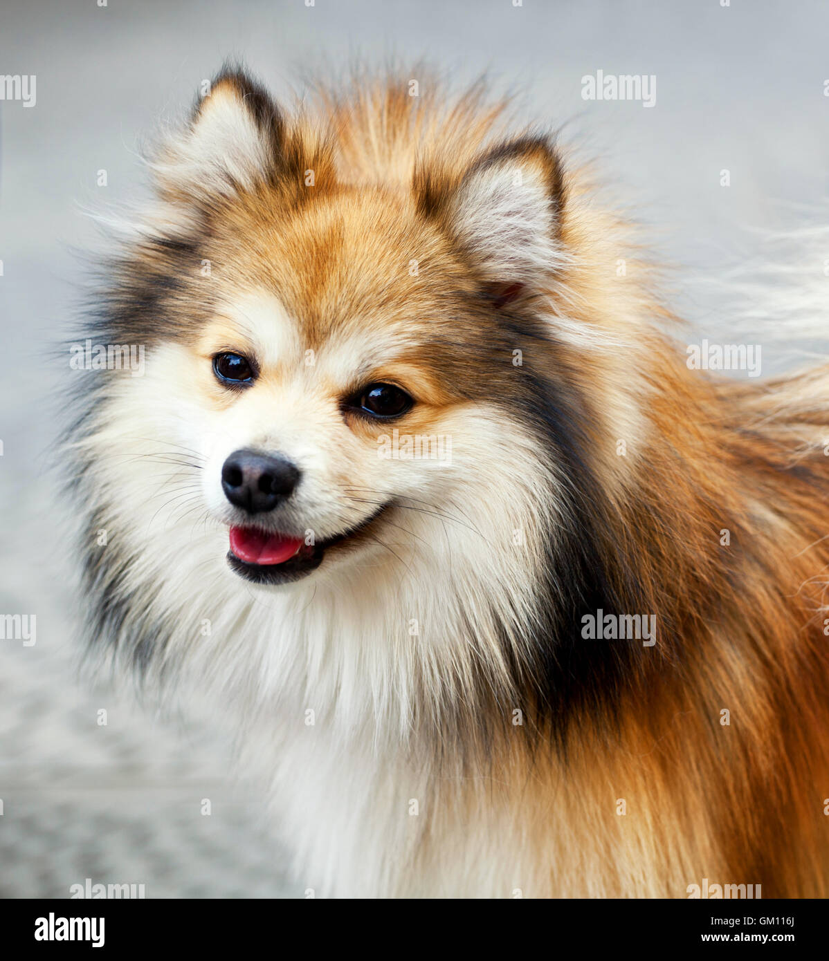 Porträt von einem pommerschen Hund mit lustigen Lächeln. Stockfoto