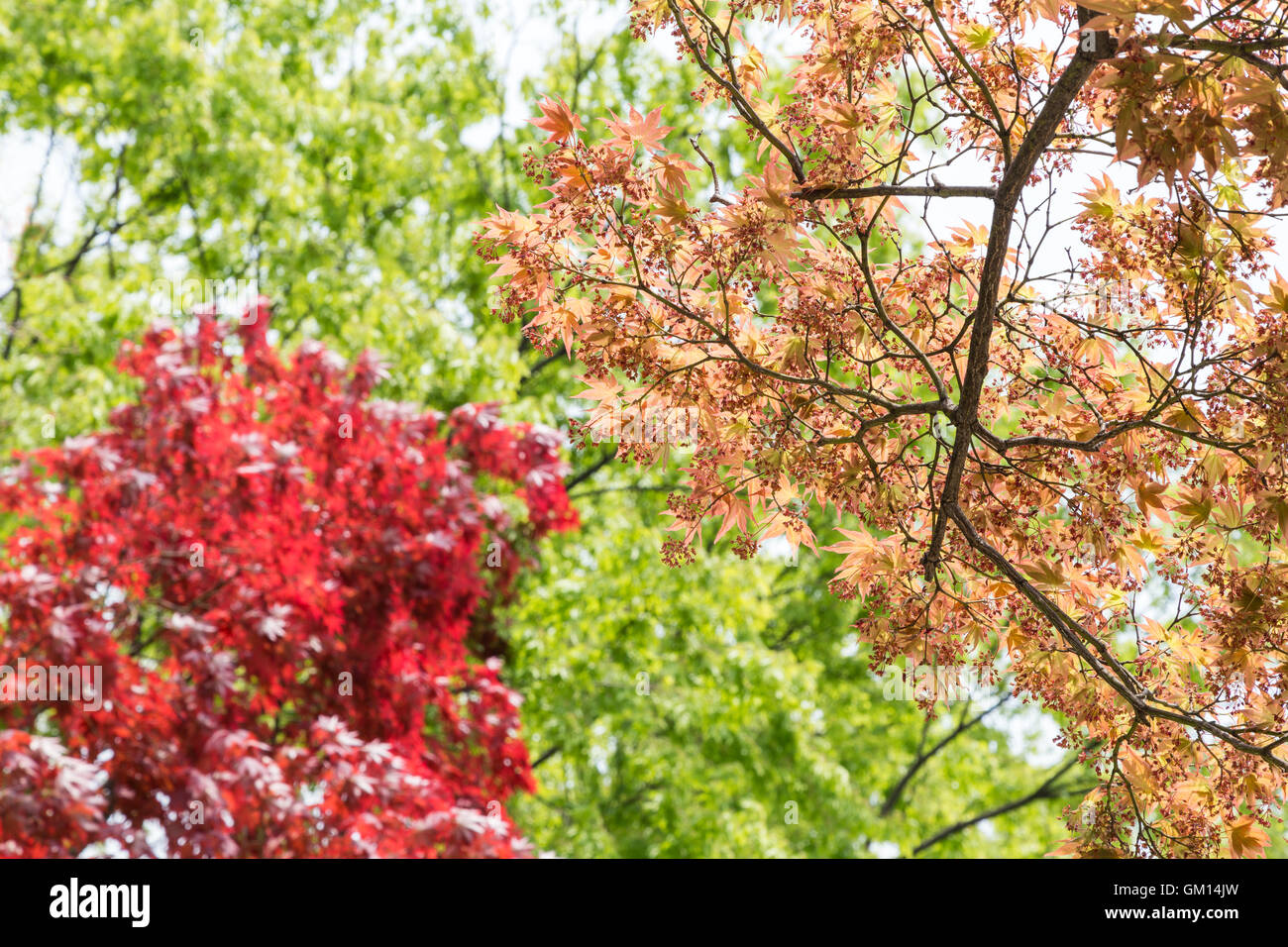 Buntes Laub auf den Bäumen im Frühjahr. Stockfoto