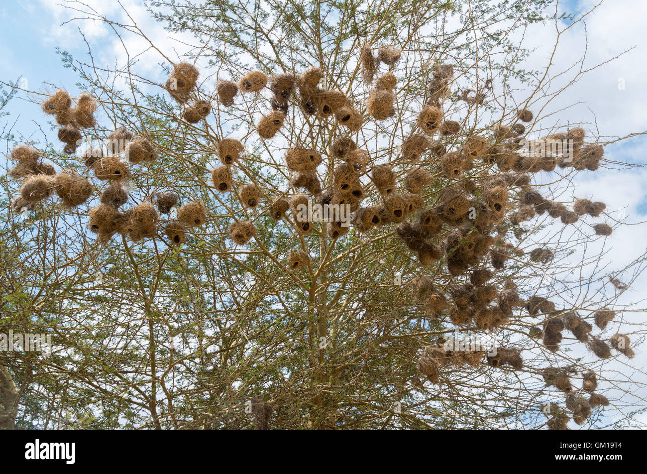 Starling, Natur, Zweig, Vogel, Frühjahr, Haus, Nest, schön, Garten, schwarz, Vogelhaus, Tierwelt, Box, Verschachtelung, natürlichen, grünen Stockfoto