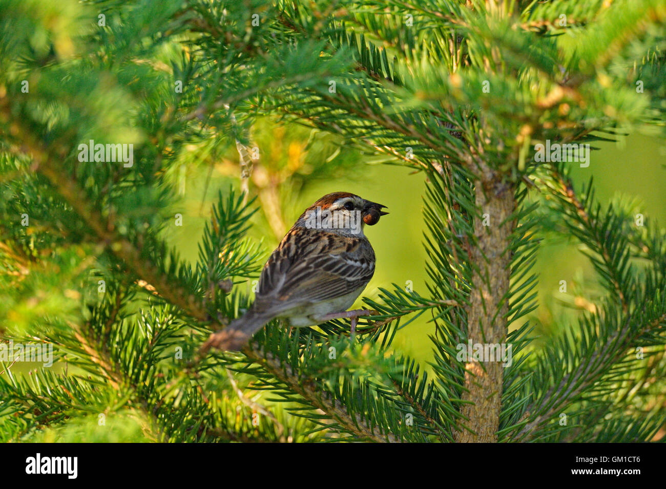 Chipping Sparrow (Spizella Passerina) neigend Nest mit jungen, Greater Sudbury, Ontario, Kanada Stockfoto