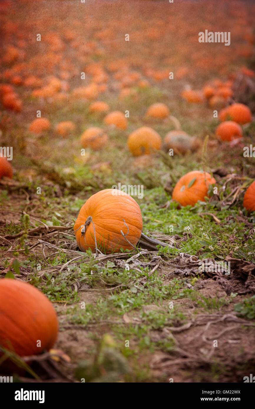 Herbst Pumpkin Patch Szene Stockfoto