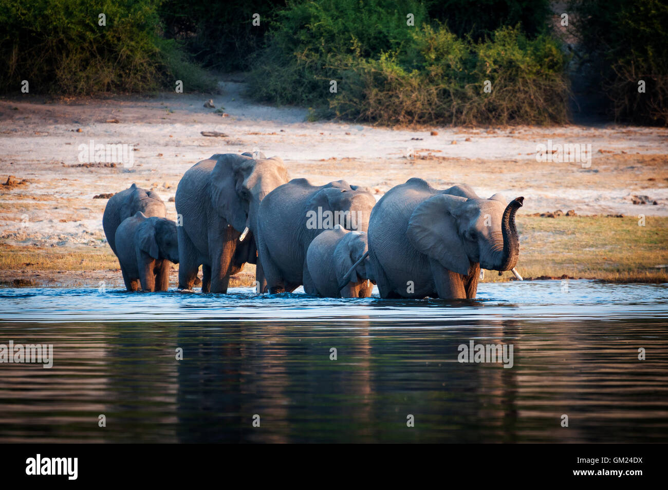 Herde von Elefanten Cub Chobe Nationalpark in Botswana Chobe Fluss überquert und Stockfoto