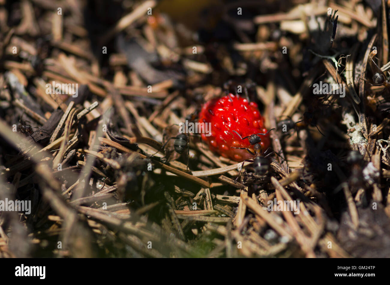 Reife Erdbeere und Ameisen Stockfoto