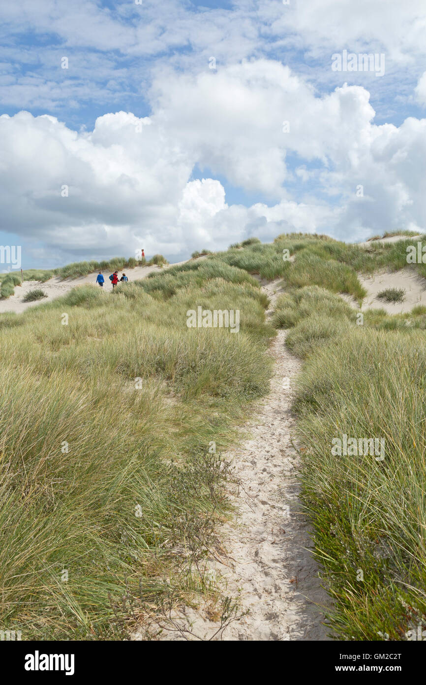 Fußweg durch die Dünen, Insel Amrum, Nordfriesland, Schleswig-Holstein, Deutschland Stockfoto