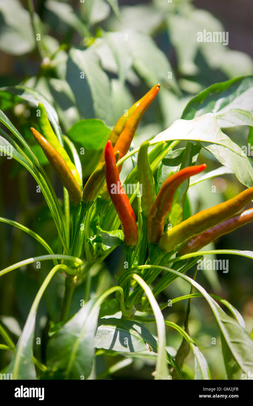 Chilischoten Cayanne wächst in der Sonne; AKA: Guinea Gewürz, Kuhhorn Pfeffer, rote Chilischote, Aleva, Vogel Pfeffer, rote pep Stockfoto
