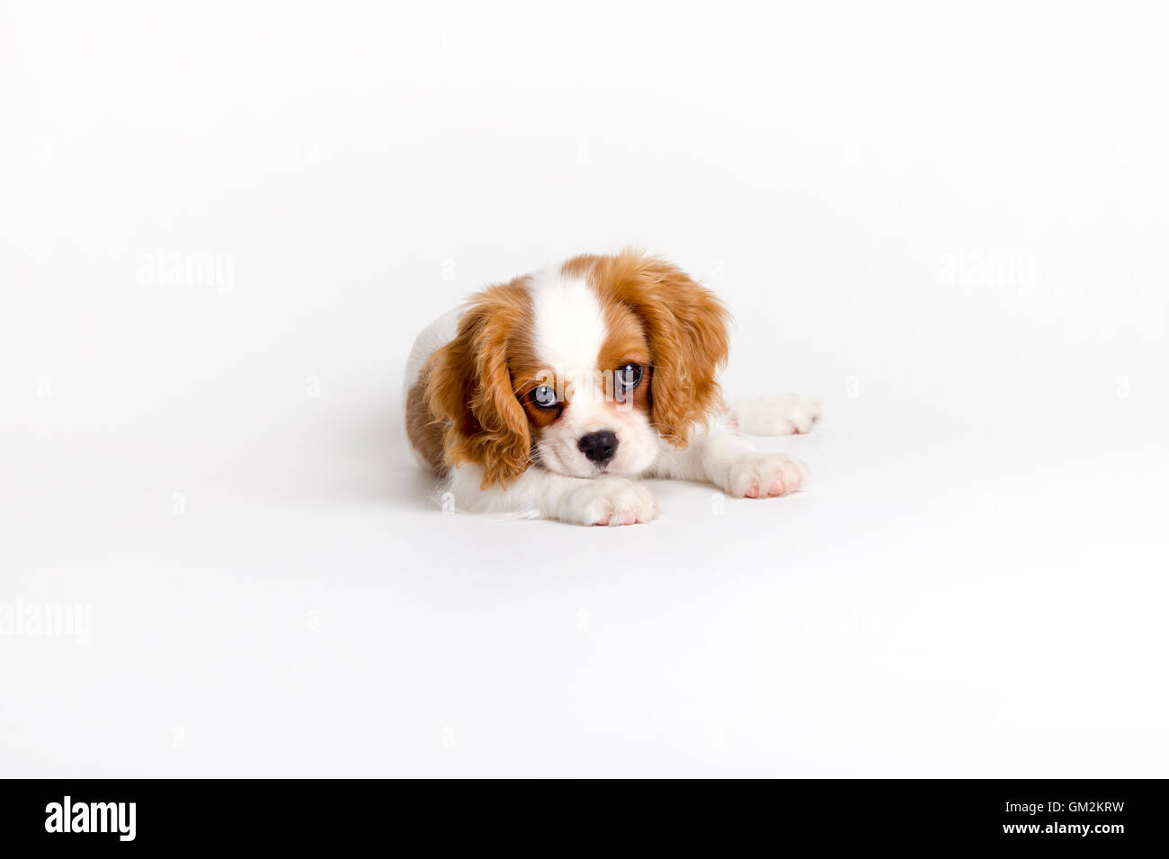 Cavalier King Charles Welpen Stockfoto