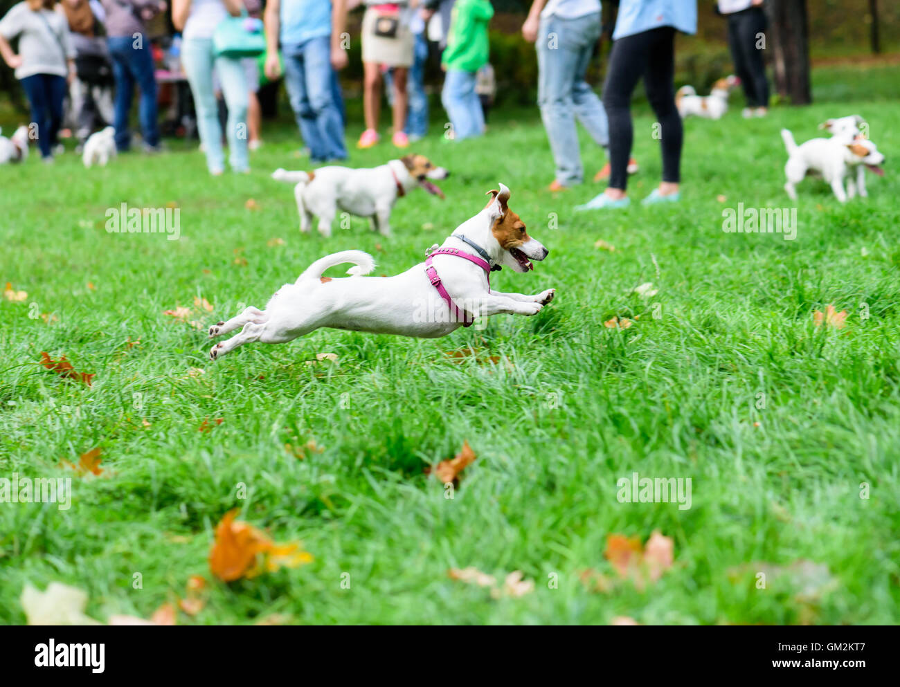 Jack Russell Terrier Hundebesitzer club-treffen Stockfoto