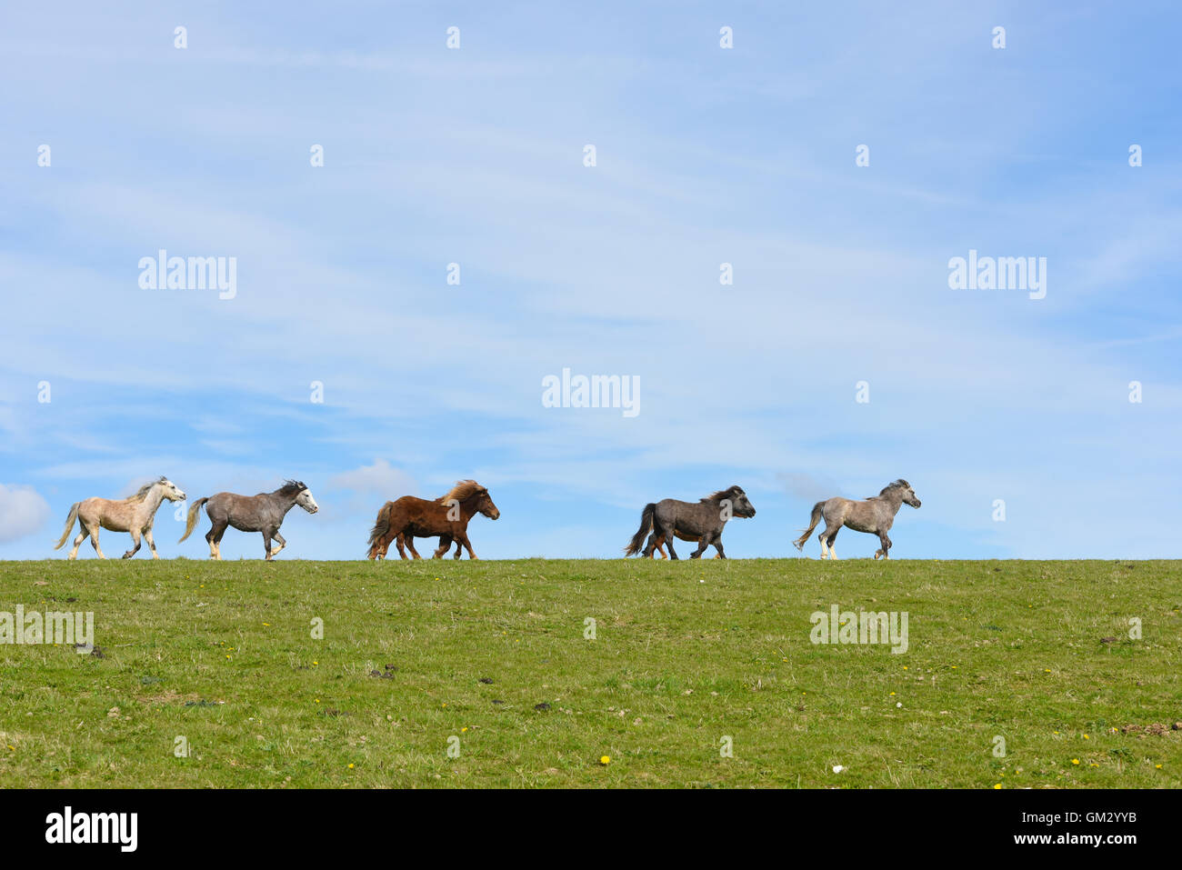 Eine Gruppe von unberittenen Pferden und Ponys galoppieren auf der South Downs in East Sussex Stockfoto