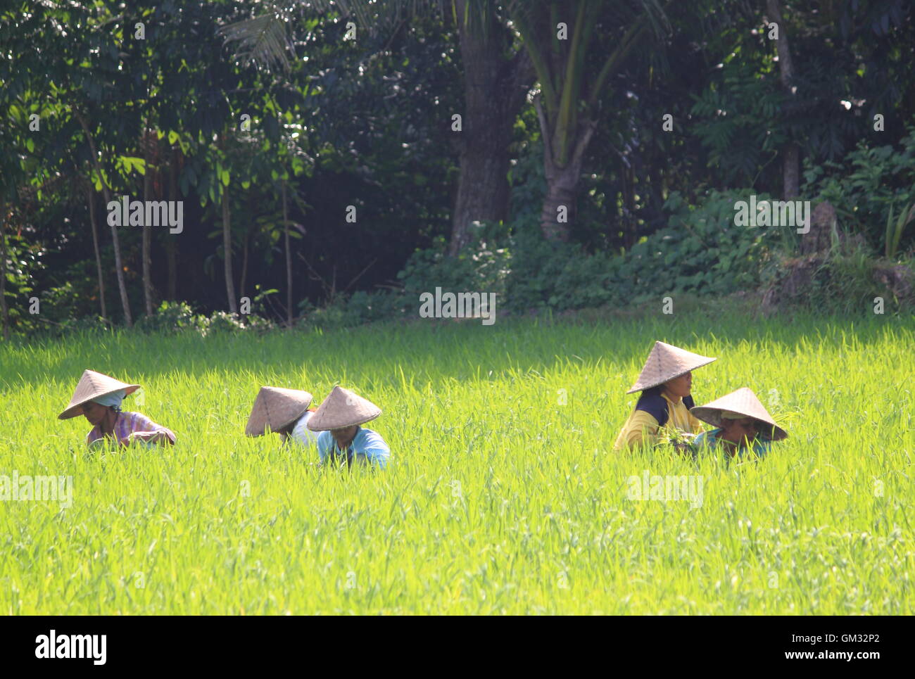 Bauern arbeiten in Reisfeldern in Lombok Indonesien. Stockfoto