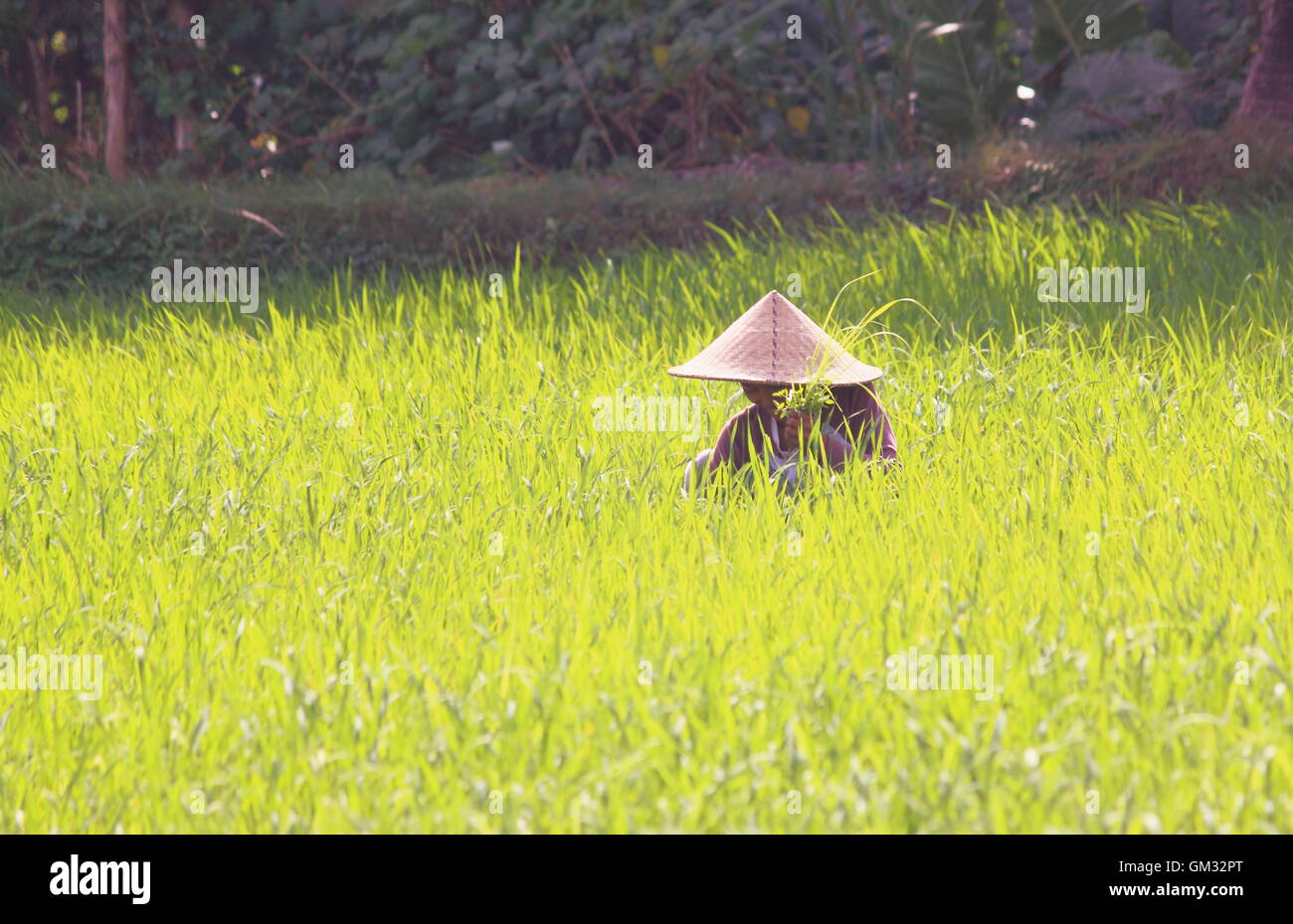 Lokalen Landwirt arbeitet in Reisfeldern in Lombok Indonesien. Stockfoto
