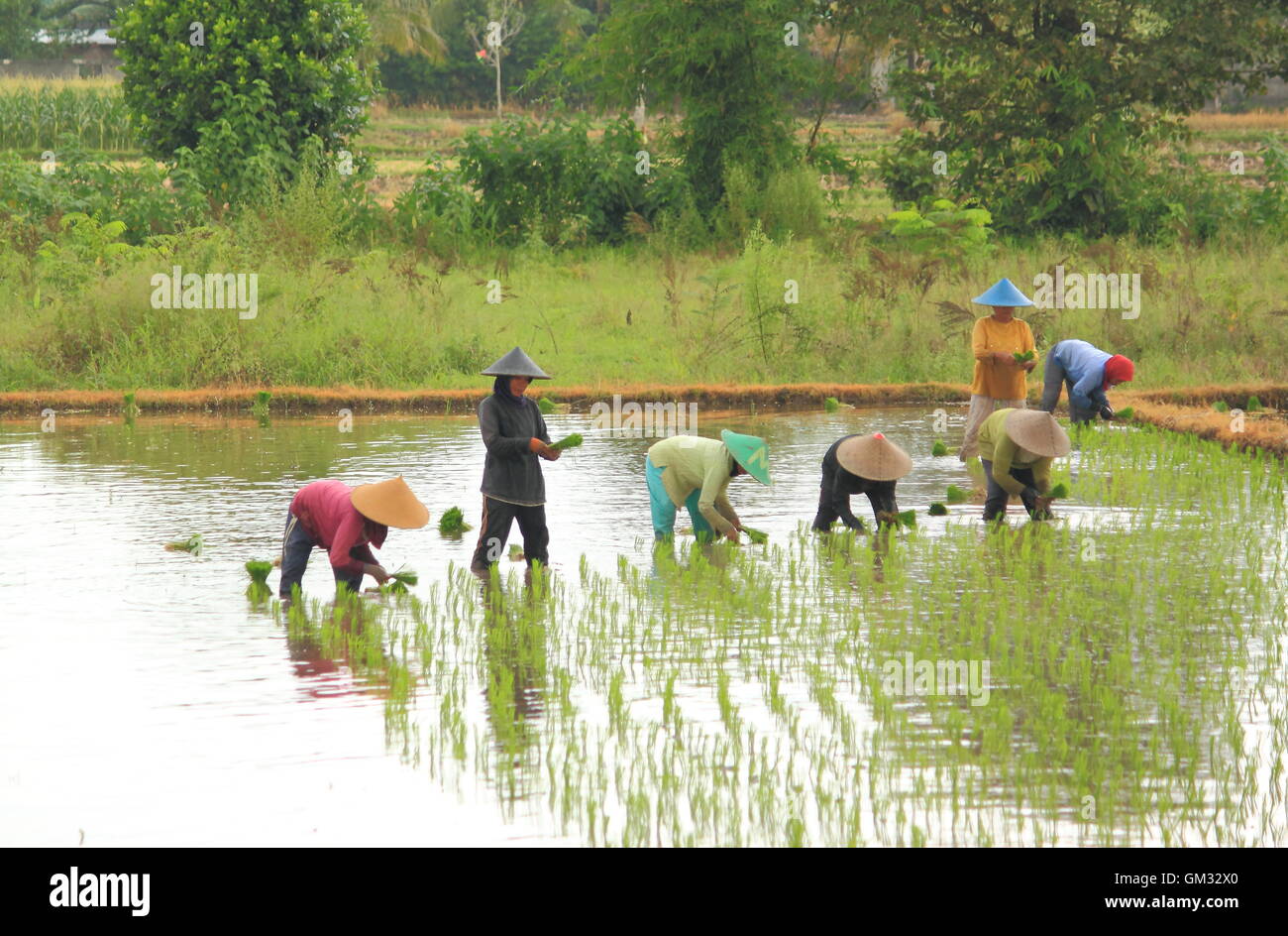 Bauern arbeiten in Reisfeldern in Lombok Indonesien Stockfoto