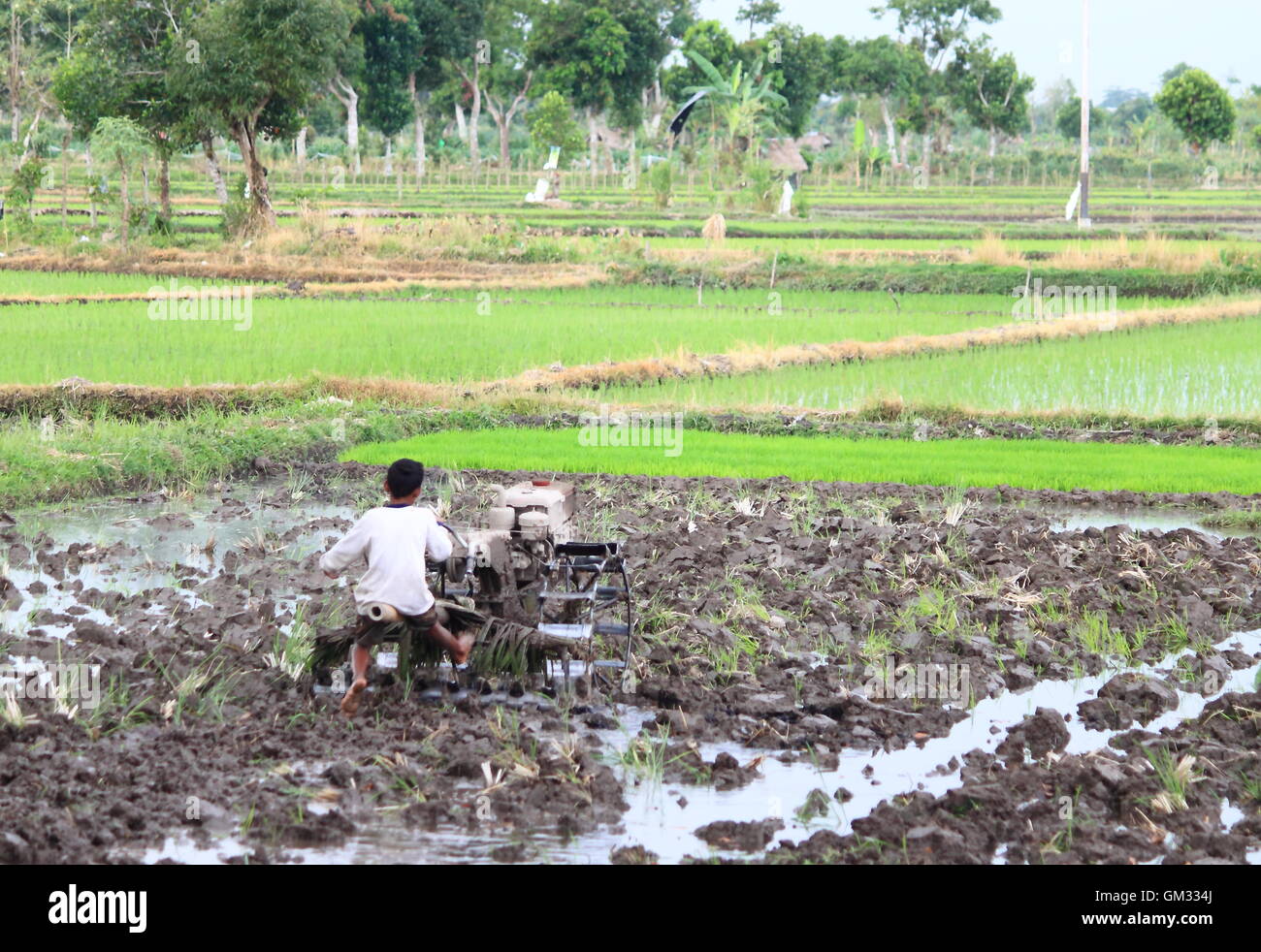 Lokalen Kind arbeitet in Reisfeldern in Lombok Indonesien Stockfoto