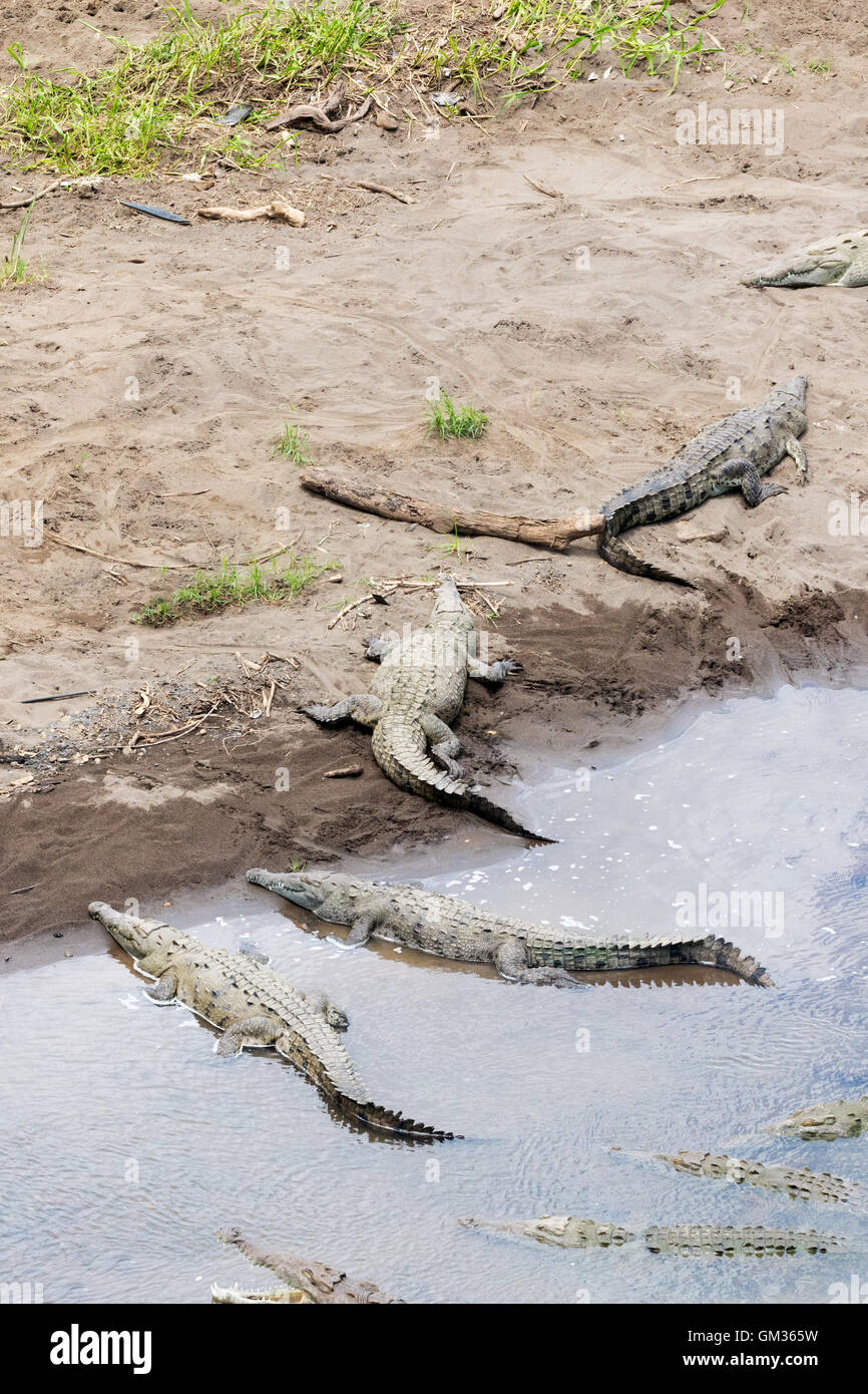 Amerikanische Krokodile (Crocodylus Acutus), an den Ufern des Tarcoles Fluss, Costa Rica, Zentralamerika Stockfoto