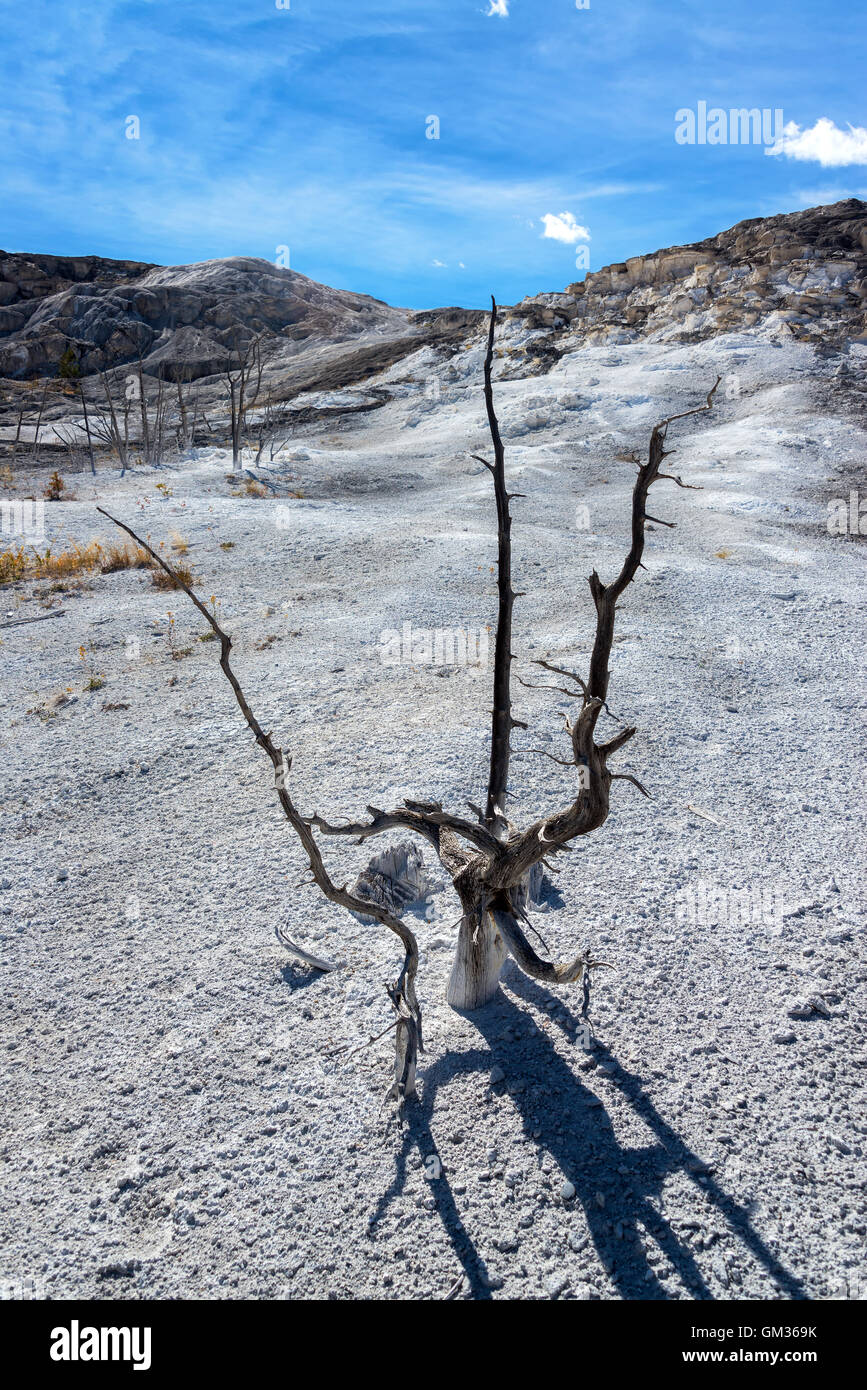 Toter Baum in einer feindlichen Umwelt in Mammoth Hot Springs im Yellowstone-Nationalpark Stockfoto