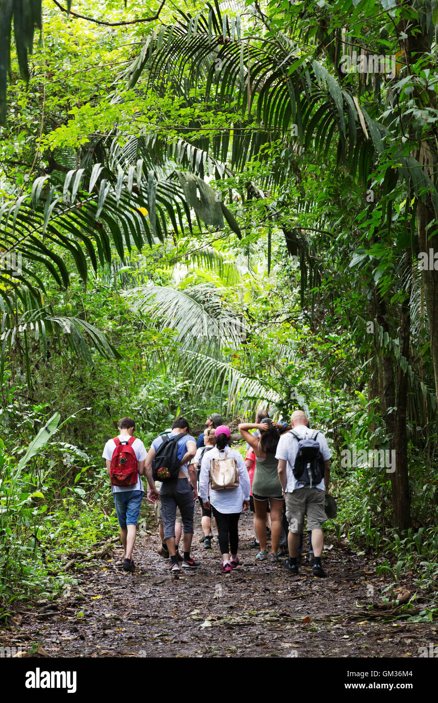 Costa Rica Regenwald: Menschen zu Fuß in den Regenwald auf eine geführte Tour, Monteverde, Costa Rica, Mittelamerika Stockfoto