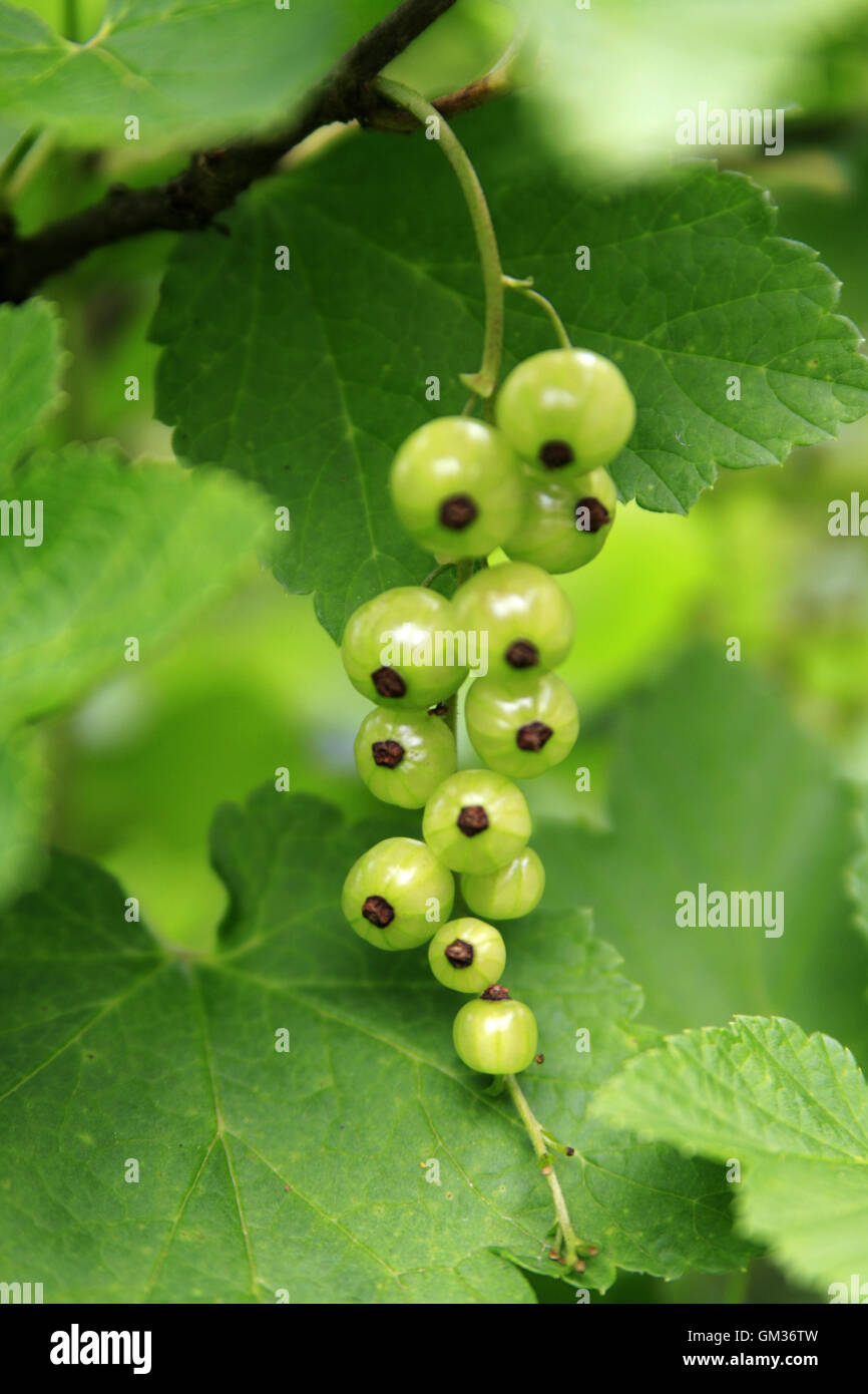 Reife rote Johannisbeere auf einem Ast in einem Garten Stockfoto