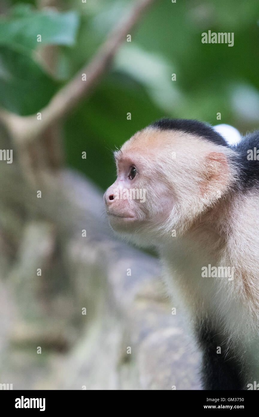 Weißen konfrontiert Kapuziner Affen (Cebus Capucinus), Manuel Antonio Nationalpark, Costa Rica, Mittelamerika Stockfoto