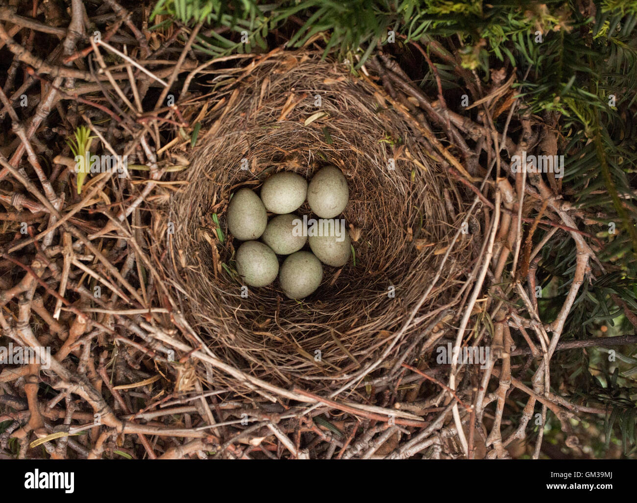 Eurasier oder europäischen Jay, Garrulus Glandarius, Nest mit sieben Eiern, London, Großbritannien Stockfoto