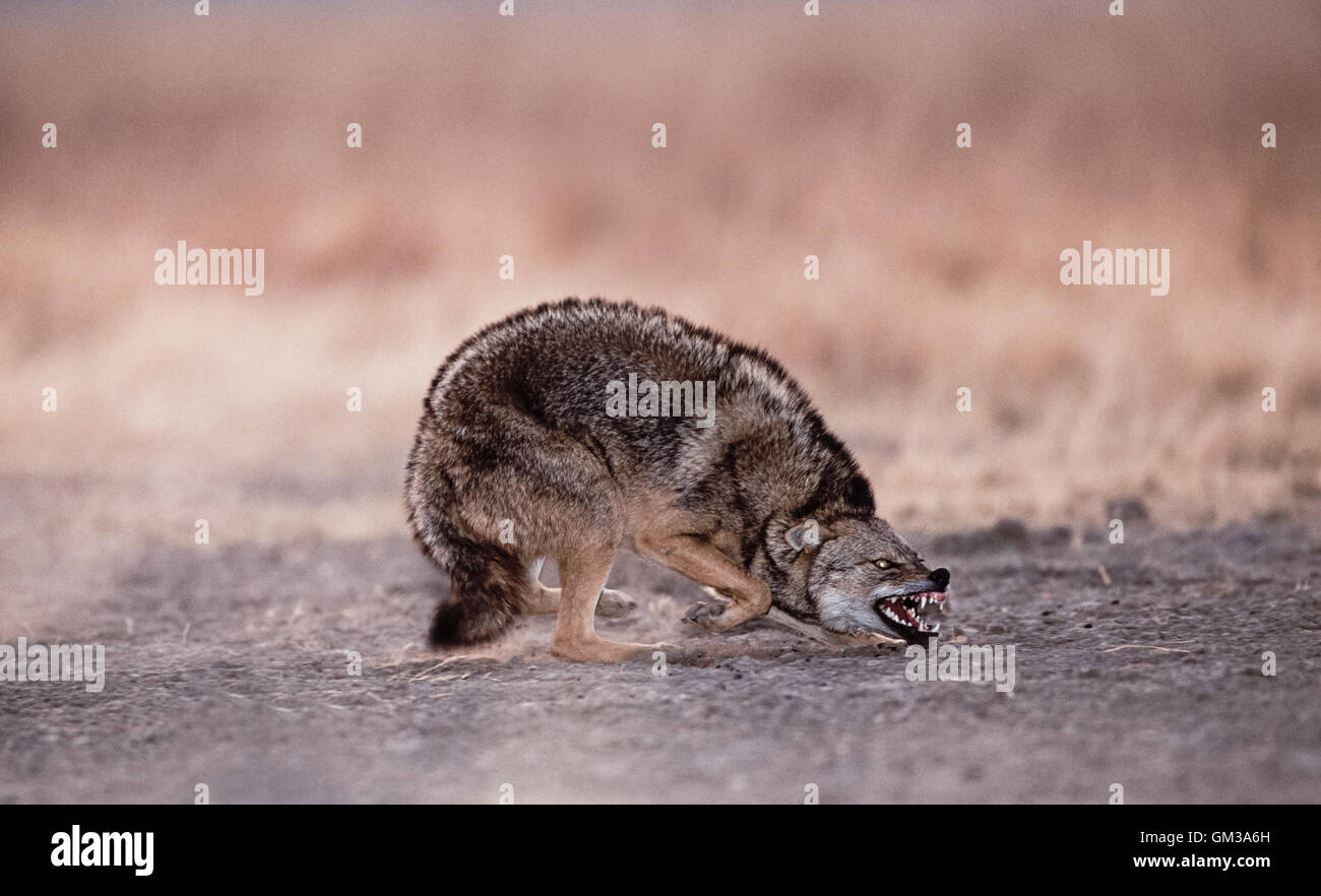 Indische Schakal, Canis Aureus Indicus, Velavadar Nationalpark, Gujerat, Indien Stockfoto