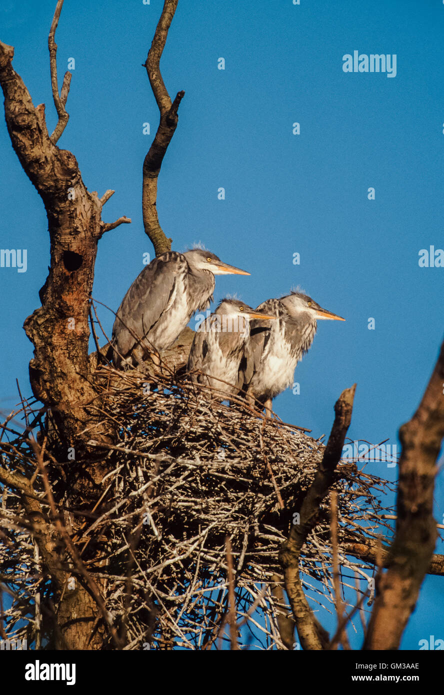 Graue Reiher (Ardea Cinerea) Küken im Nest, Regents Park, London, Vereinigtes Königreich Stockfoto