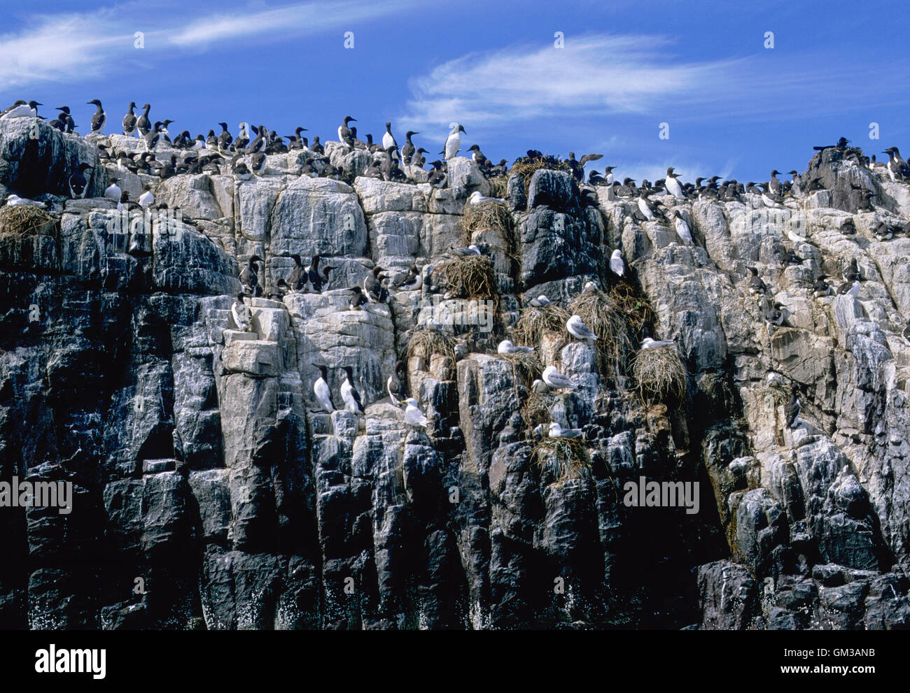Guillemot, (Uria Aalge) und Dreizehenmöwe (Rissa Tridactyla), Klippe Verschachtelung Kolonie, Farne Islands, Northumberland, britische Inseln Stockfoto