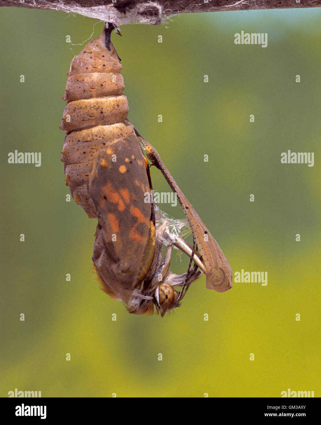 Distelfalter Schmetterling, (Vanessa Cardui), aus Chrysalid, London, Vereinigtes Königreich (Captive) Stockfoto