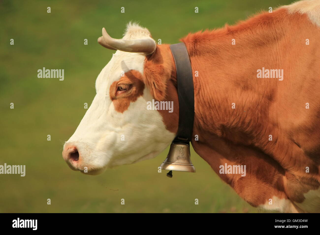Kuh und Glocke Stockfoto