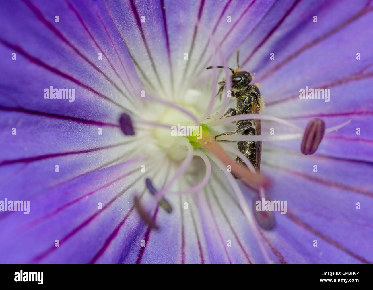 Glockenblume Holzbiene (Chelostoma Campanularum) - männlich Stockfoto