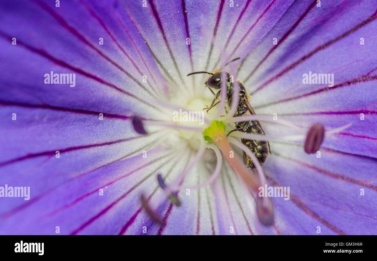 Glockenblume Holzbiene (Chelostoma Campanularum) - männlich Stockfoto