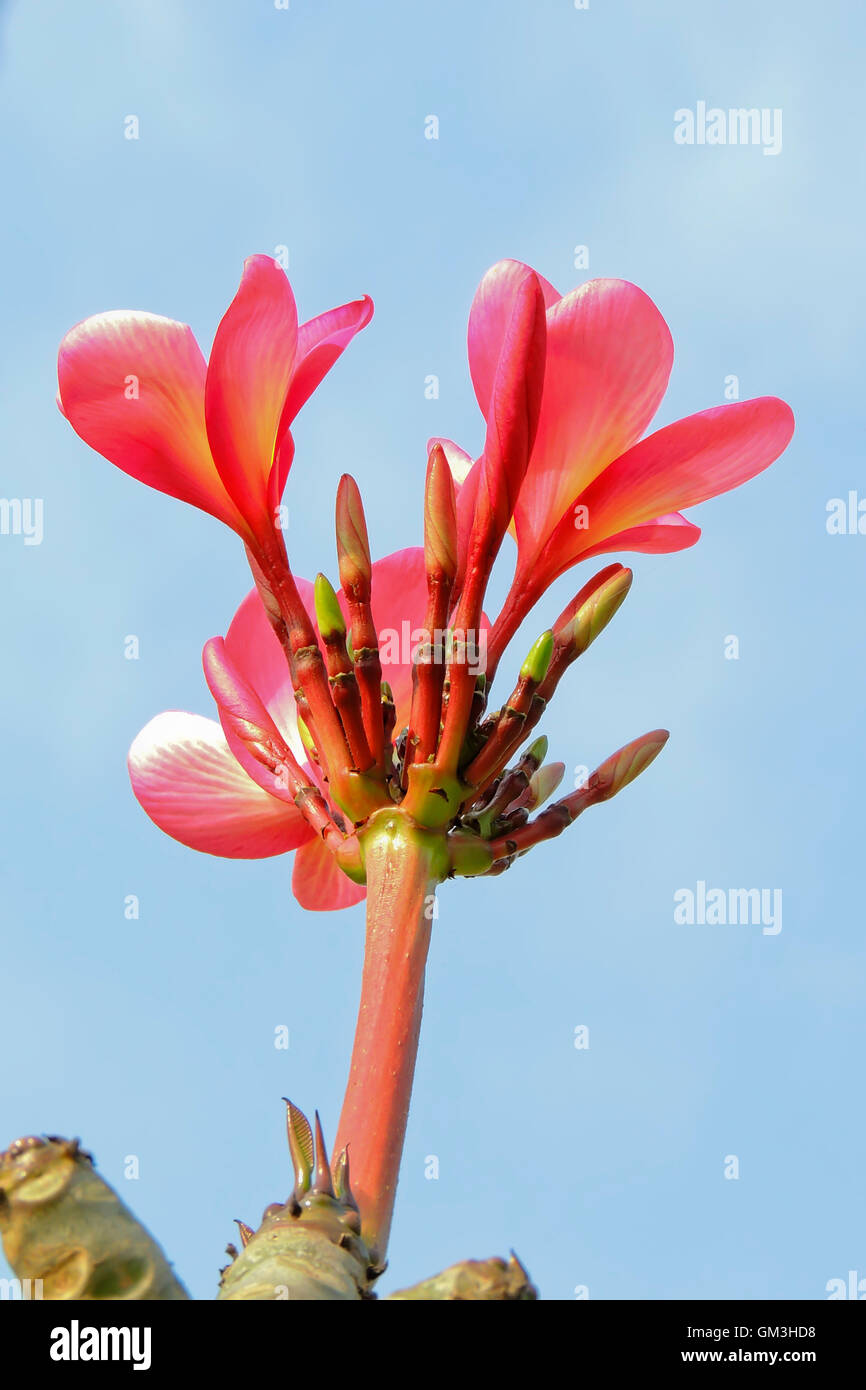 Rote Frangipani Blütenknospe Stockfoto