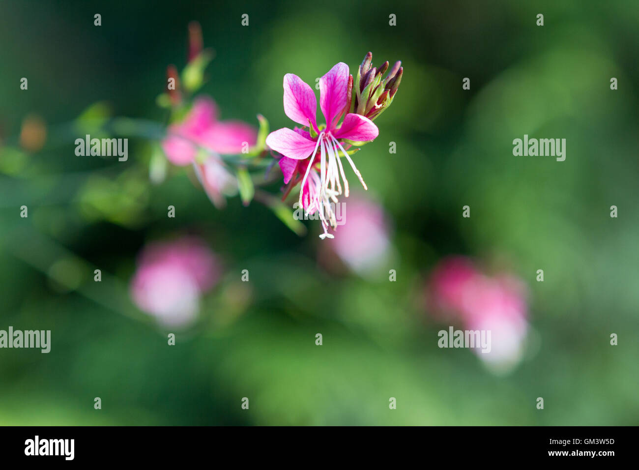 Rosa Blume hautnah in einem Garten Stockfoto