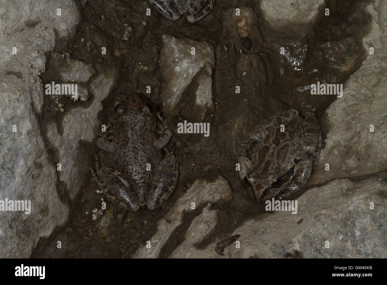 Northern Pacific treefrog, Pacific Chorus Frosch, Pacific treefrog Pseudacris regilla früher Hyla regilla auf Höhle wand. Yosemite, Kalifornien. USA Stockfoto