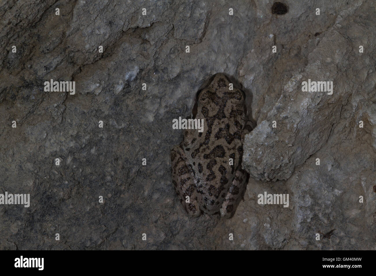 Northern Pacific treefrog, Pacific Chorus Frosch, Pacific treefrog Pseudacris regilla früher Hyla regilla auf Höhle wand. Yosemite, Kalifornien. USA Stockfoto