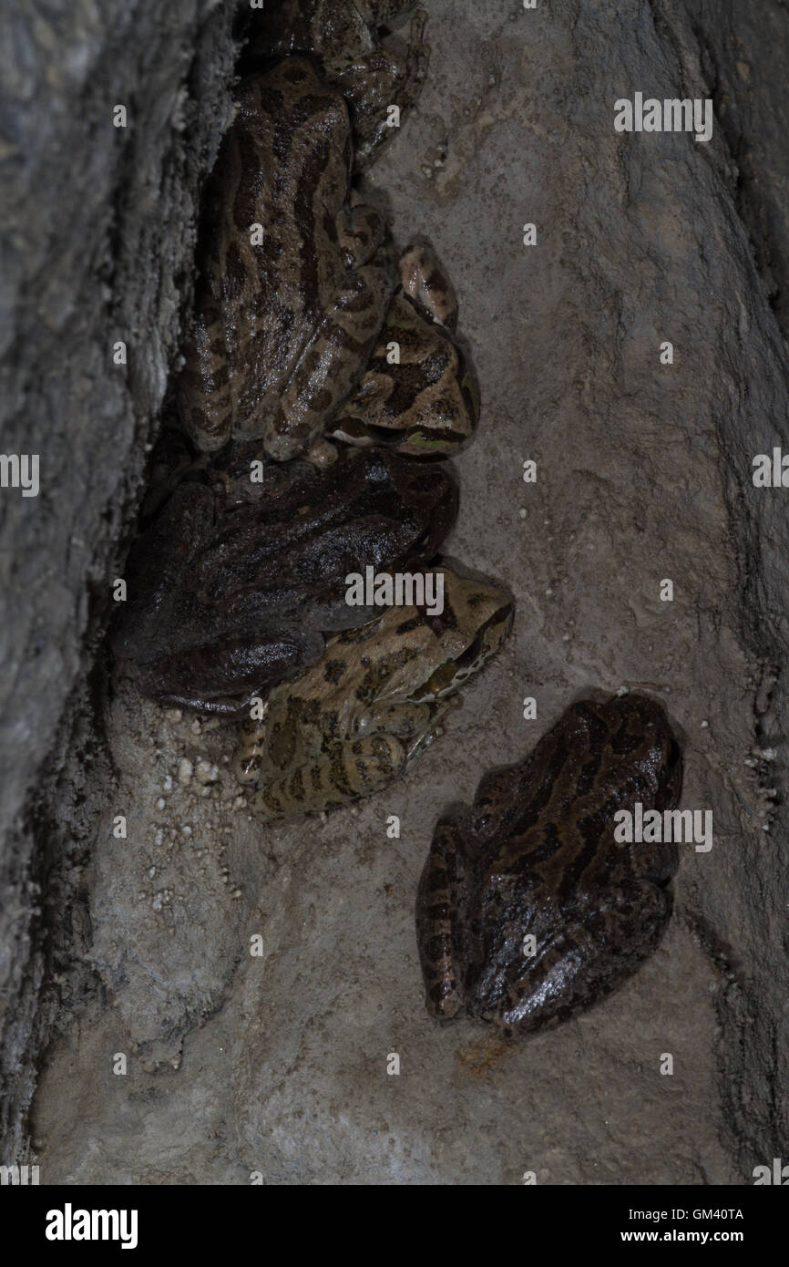 Northern Pacific treefrog, Pacific Chorus Frosch, Pacific treefrog Pseudacris regilla früher Hyla regilla auf Höhle wand. Yosemite, Kalifornien. USA Stockfoto