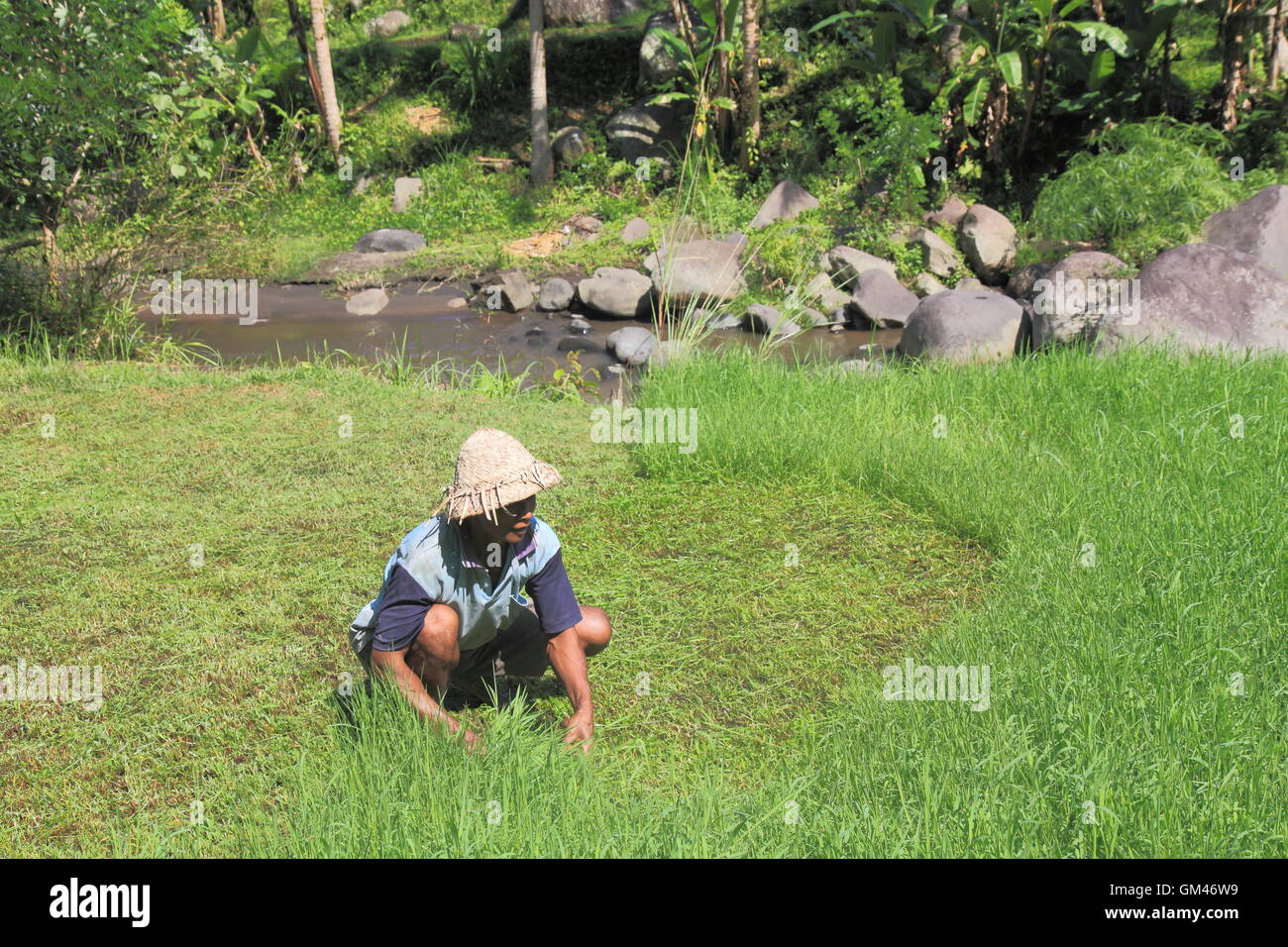 Lokalen Landwirt schneidet Unkraut in den landwirtschaftlichen Gebieten in Bali Indonesien. Stockfoto