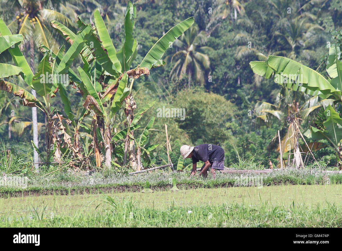 Ein Bauer arbeitet in Reisfelder in Ubud Bali Indonesien Stockfoto