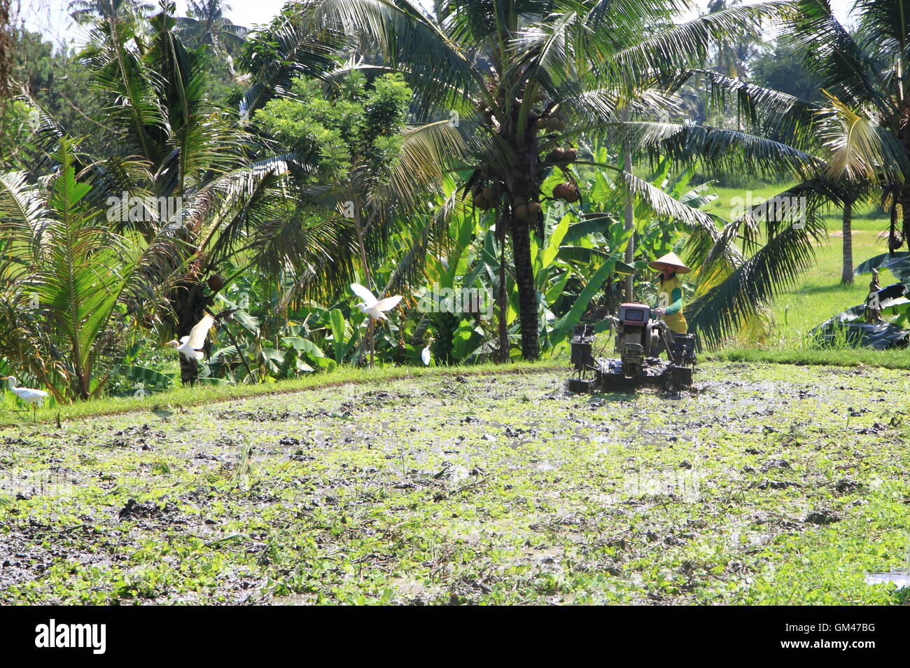 Ein Bauer arbeitet in Reisfelder in Ubud Bali Indonesien Stockfoto